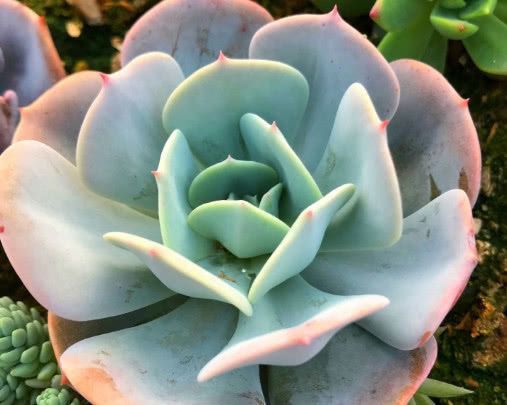 红粉台阁掉叶子是怎么回事