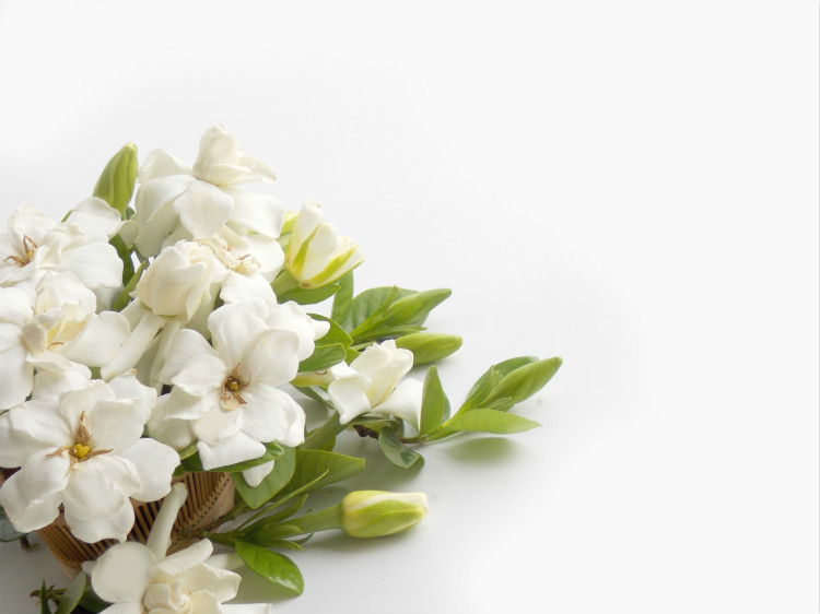 ​栀子花的花语