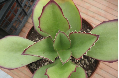 趣蝶莲Kalanchoe synsepala