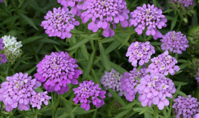 屈曲花Iberis umbellate