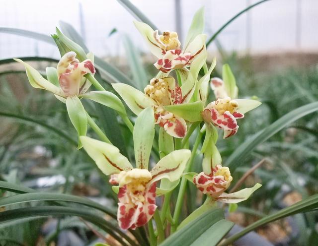 兰花被低估的3款奇花兰