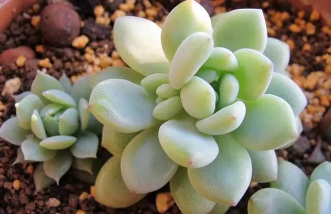 多肉凝脂莲叶子水化怎么办