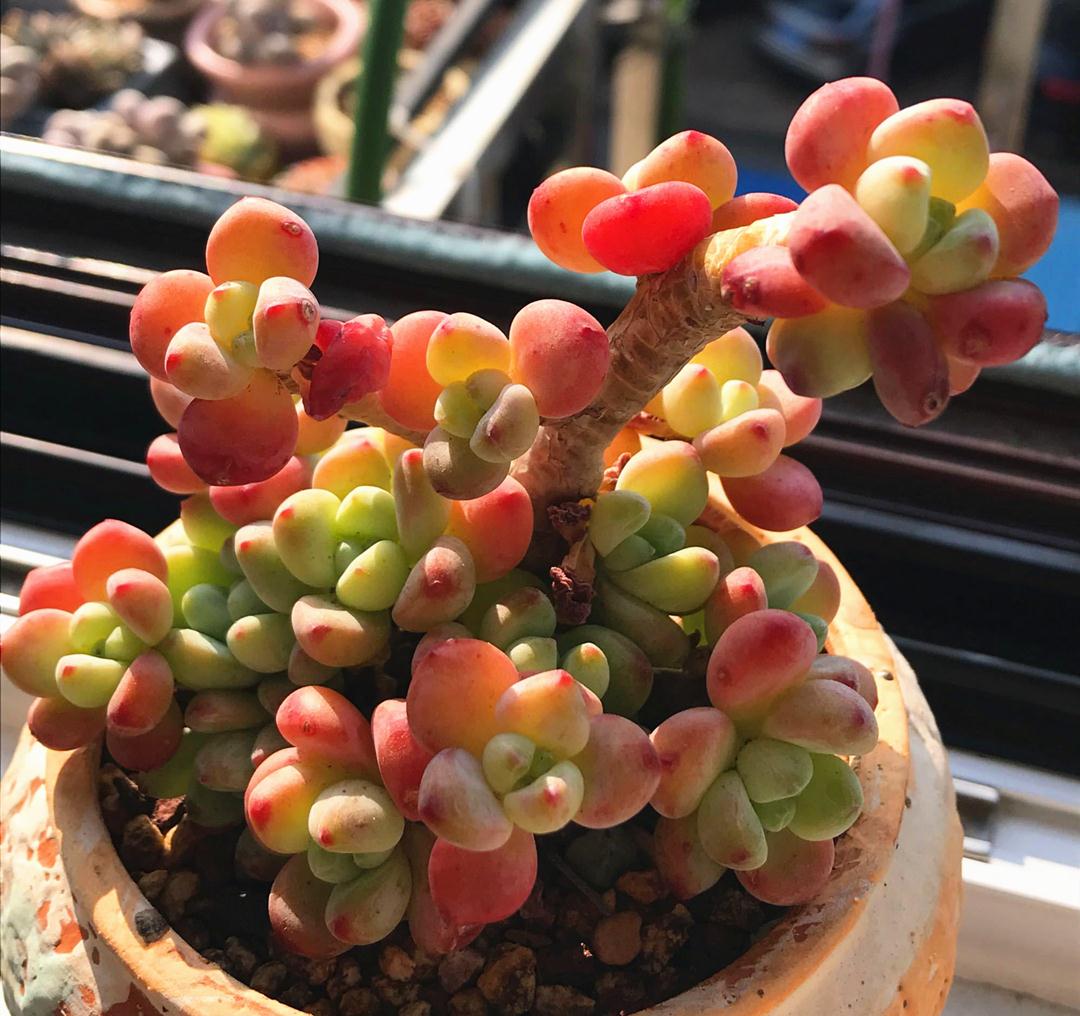 多肉凝脂莲和劳尔的区别