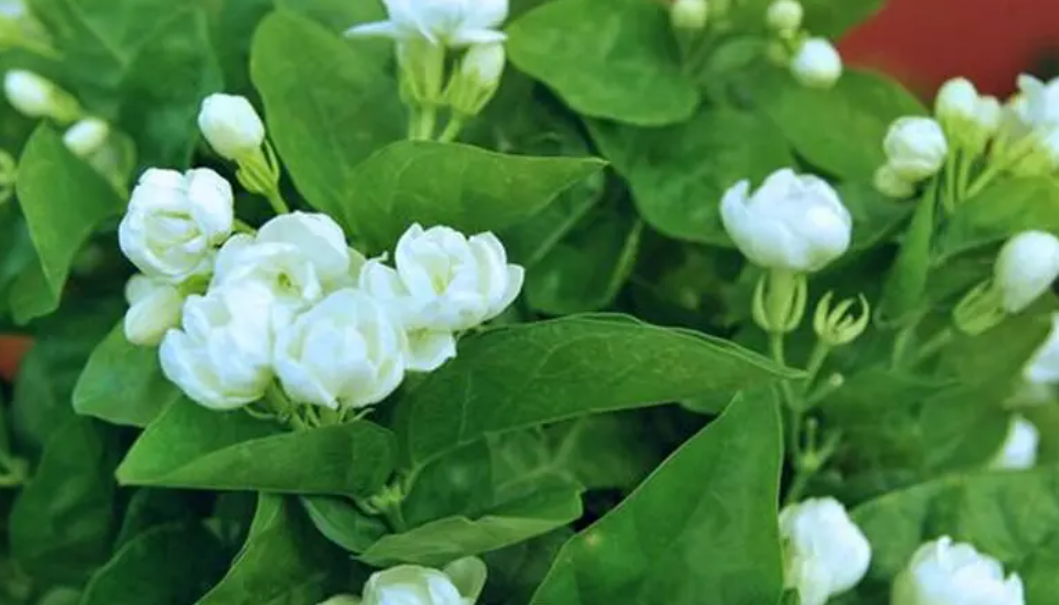 花艺网 马蹄莲 香石竹