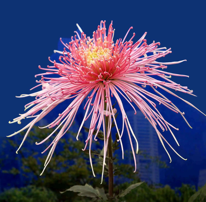 花艺网 马蹄莲 香石竹