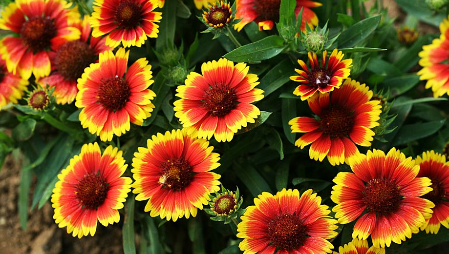 天人菊，虎皮菊